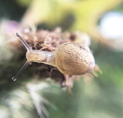 snails and other pests