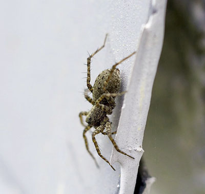 spider control